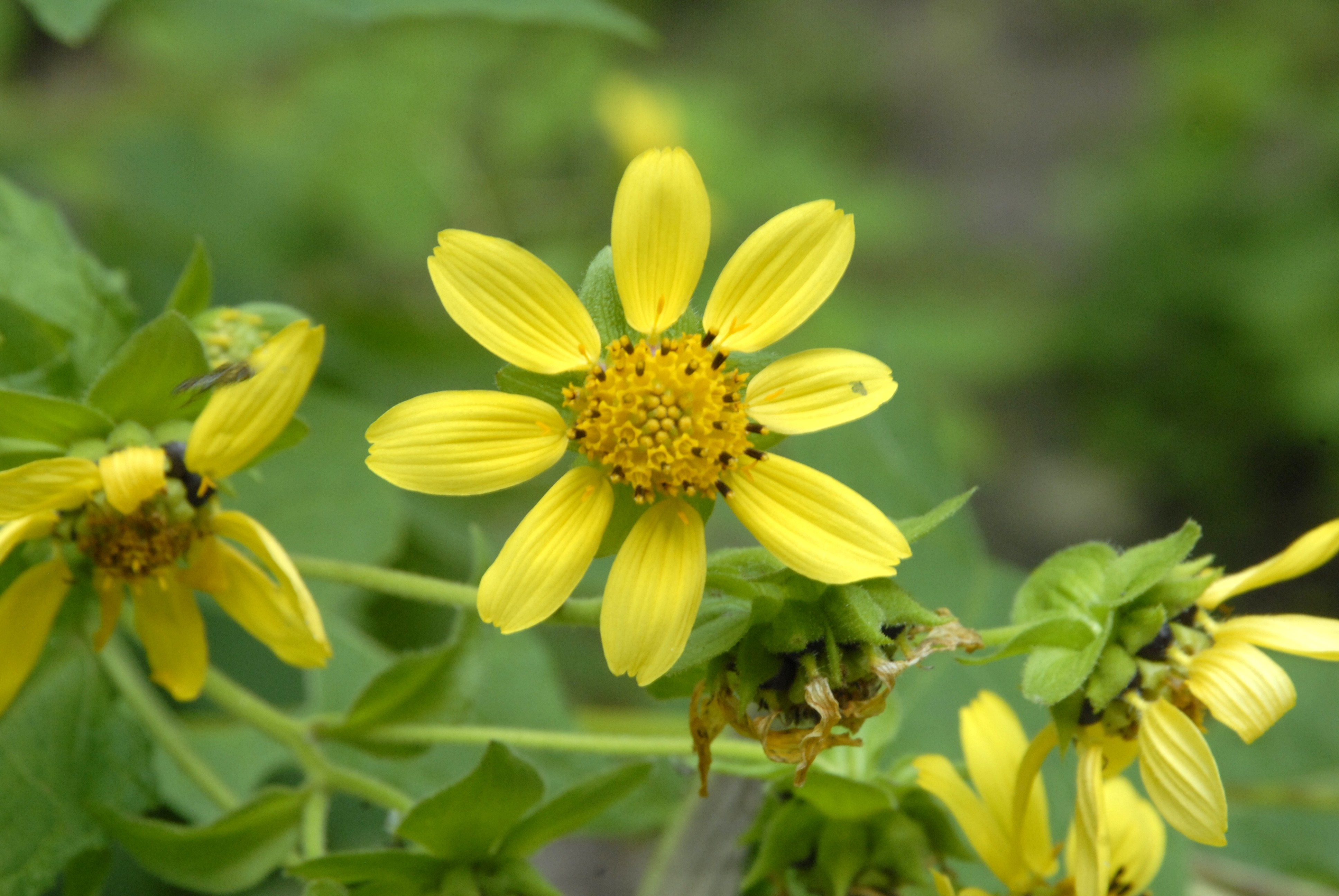 Bear's Foot, Yellow leafcup – Smallanthus uvedalius | Fox Trail Natives