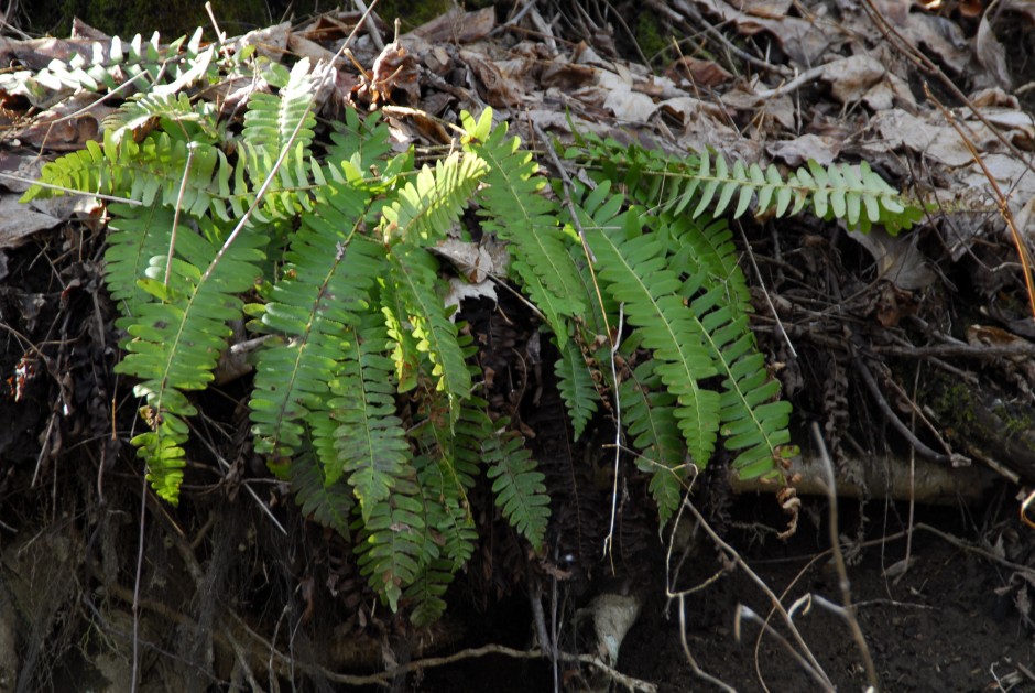 polystichum actrosticoides on hill