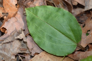 Tipularia discolor leaf - green