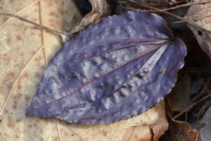 Tpularia discolor leaf - purple