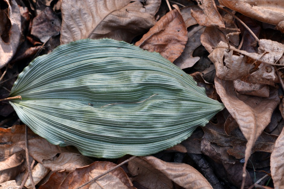 Aplectrum hyemale leaf