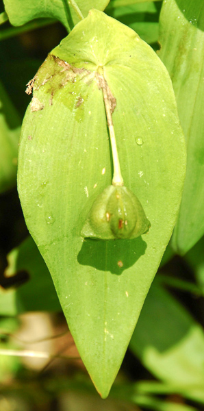 uvularia grandiflora 090721-1