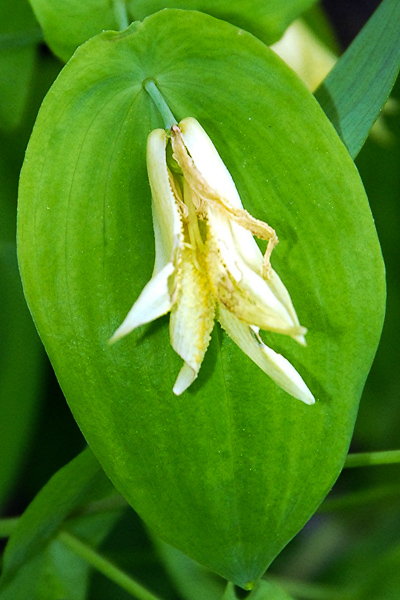 uvularia perfoliata 090522-42-1