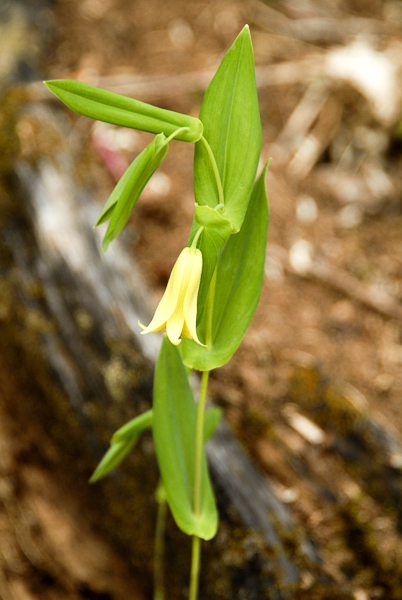uvularia perfoliata 120416-1