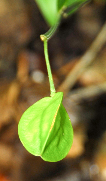 uvularia sessilifolia090721-1